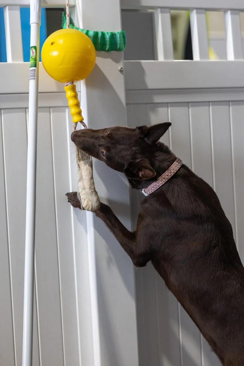A dog leaping for a ball at doggy daycare