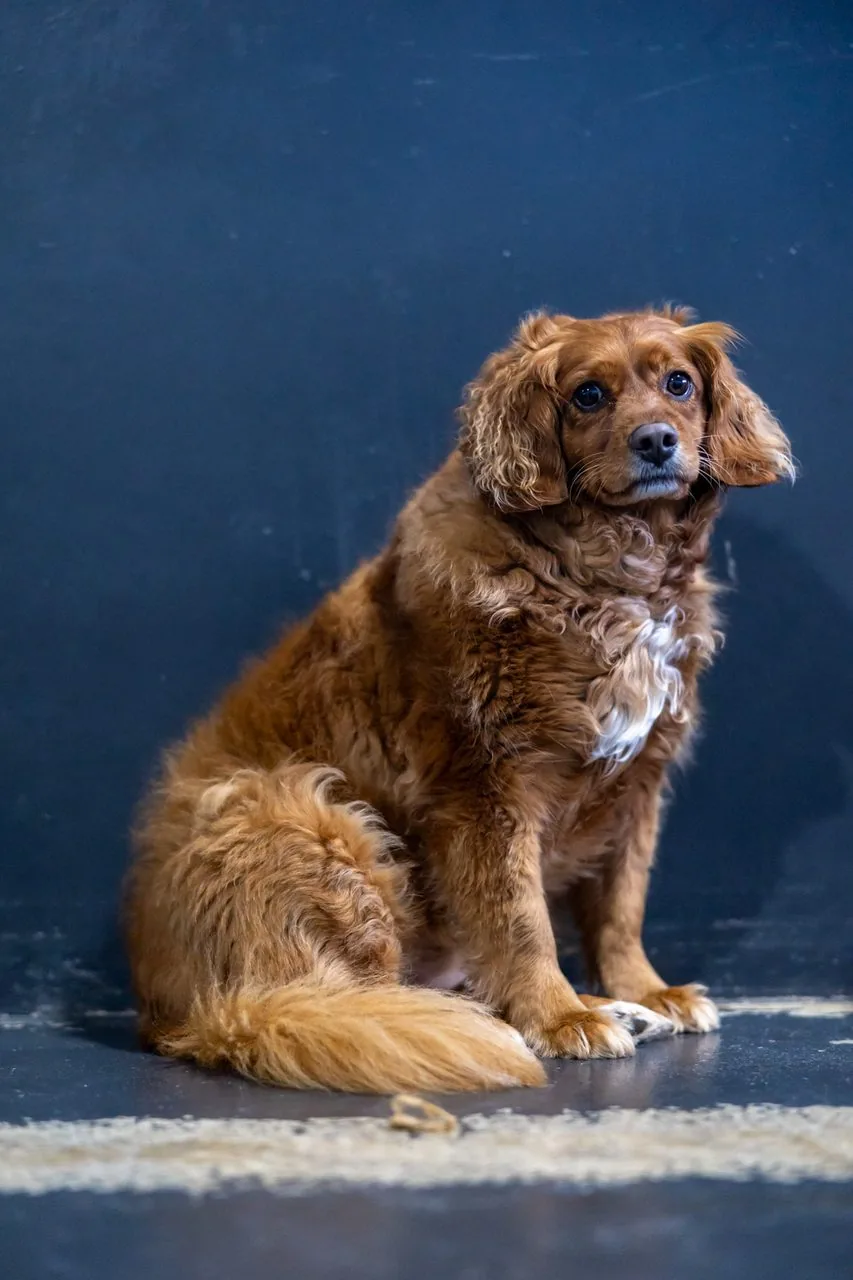 A dog being gently groomed at K9 Playtime