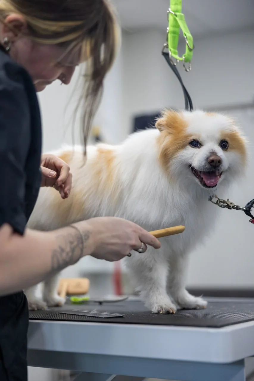 A dog being gently groomed