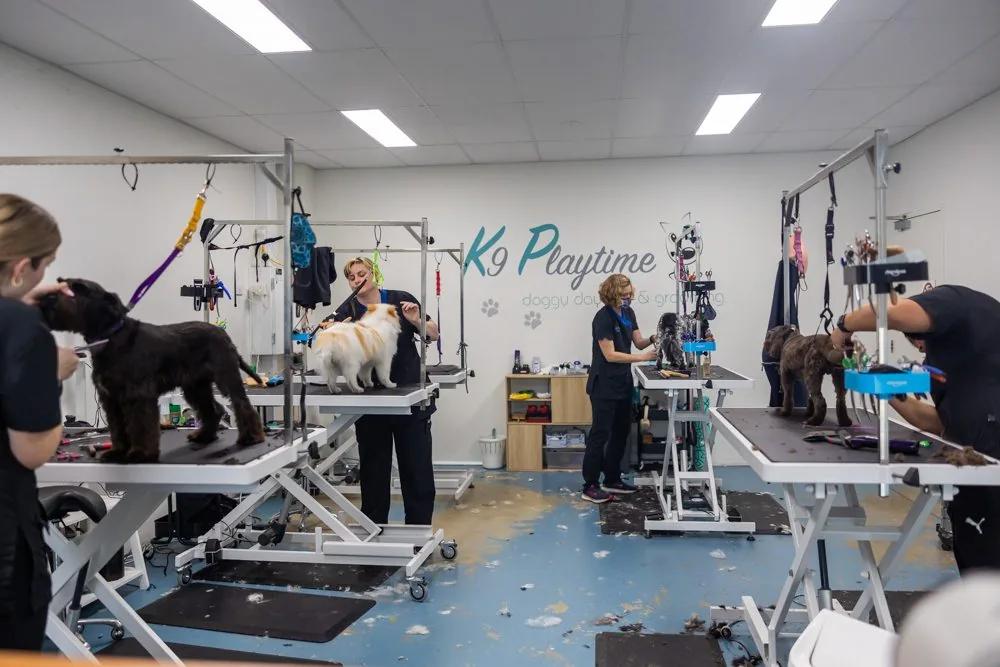 A dog being gently groomed at K9 Playtime Jandakot